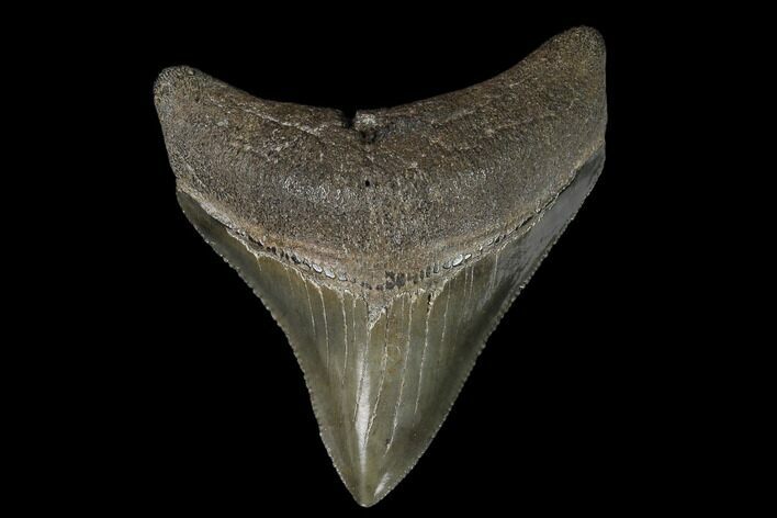 Serrated, Fossil Megalodon Tooth #129988